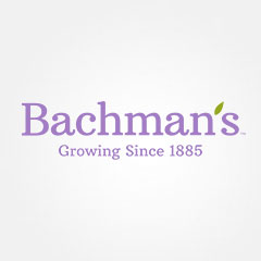 Bachman’s